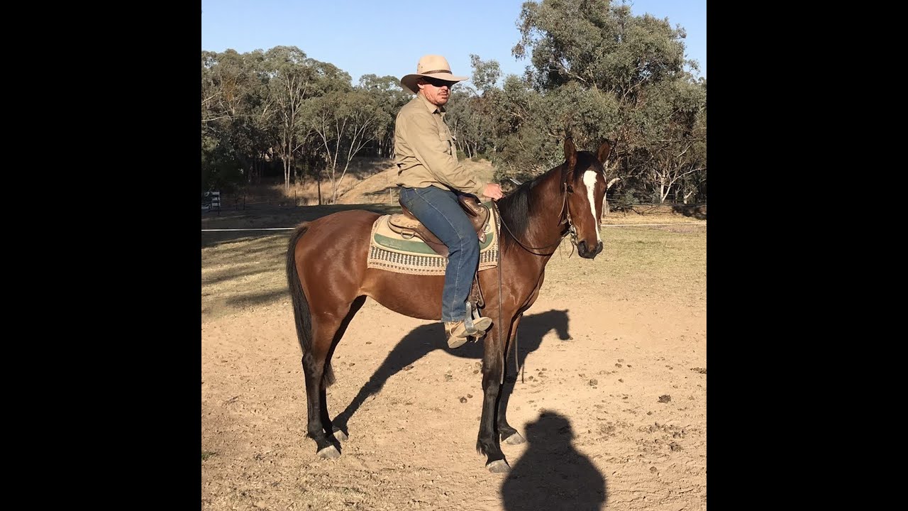 ** SOLD ** 2 yo stock horse filly