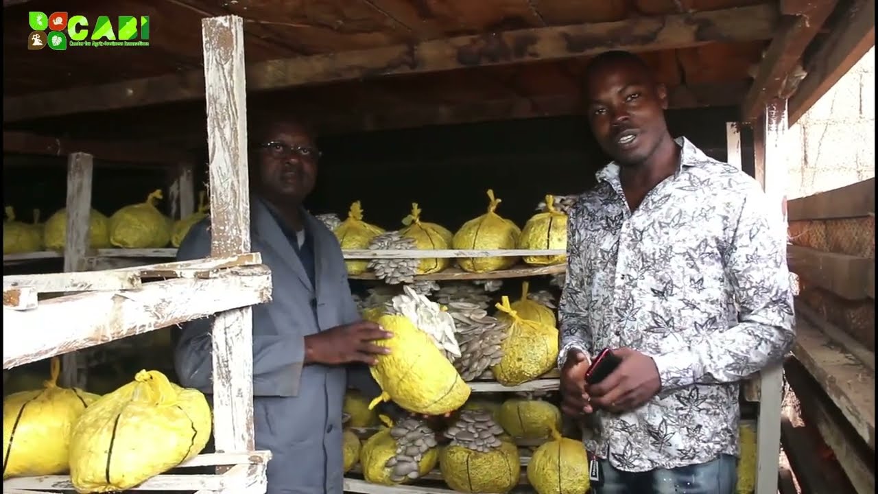 Il fait 1500000 FCFA en 4 mois en produisant des champignons