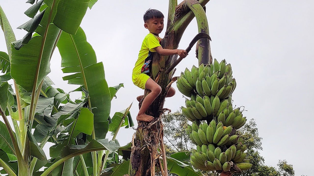 going to cut bananas to sell for a living, two brothers named Mai Oanh