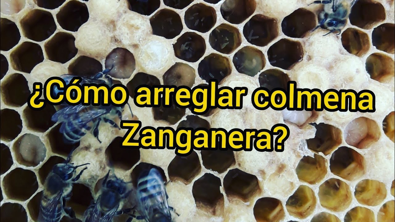 Como arreglar colmena zanganera (obreras ponedoras)