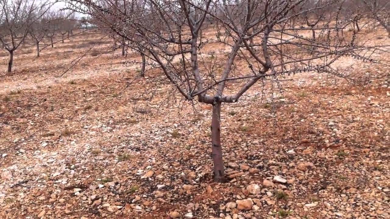 Plantación Almendros Bolaños de Calatrava Ciudad Real