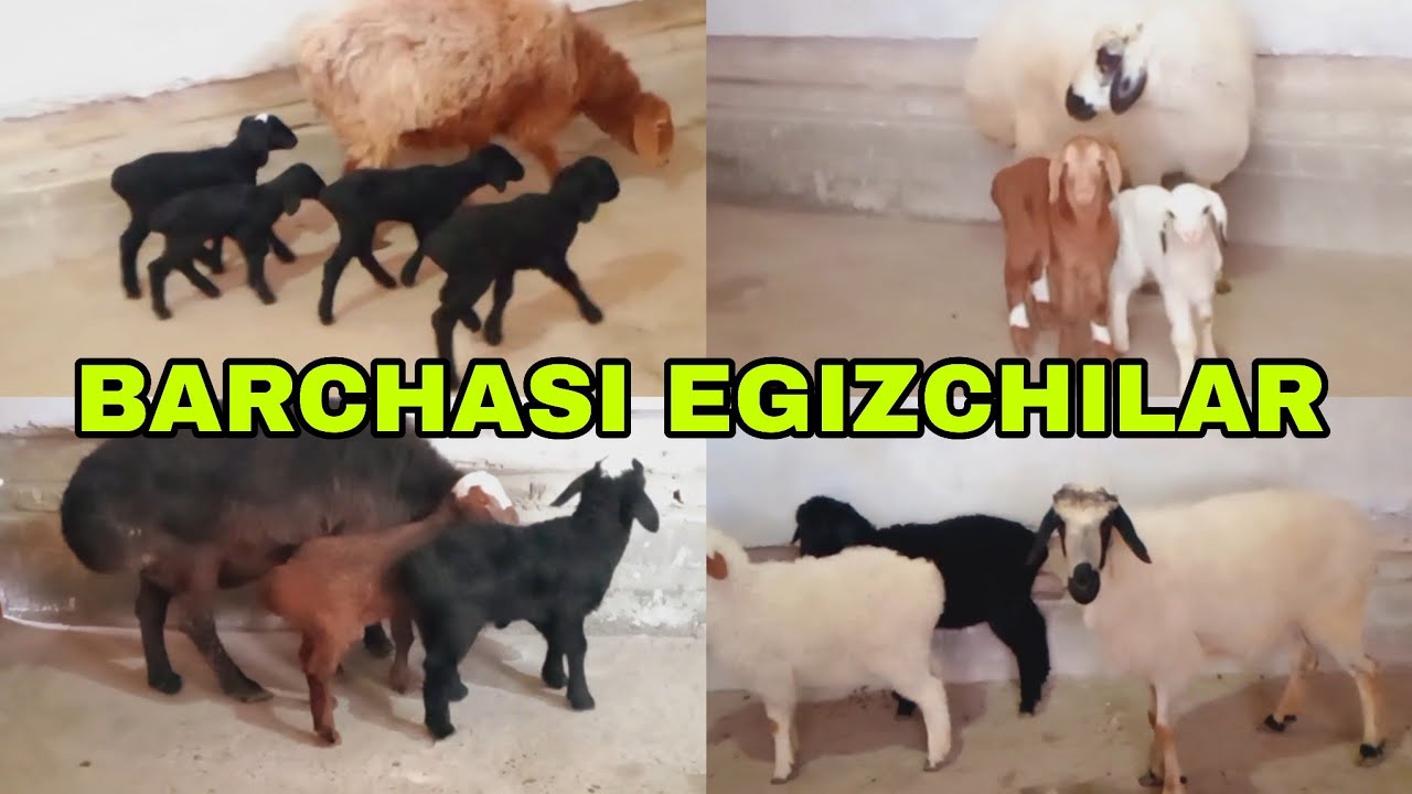 Umidjon akamizdan yangi partiya egizchi qo'ylar 4 марта 2026 г.