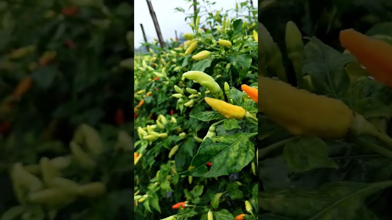 CABE RAWIT ORI 212