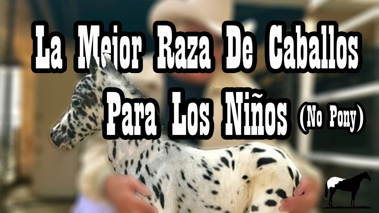 Raza Fernández (Raza de Caballos)🐴-Del Cerro Soy