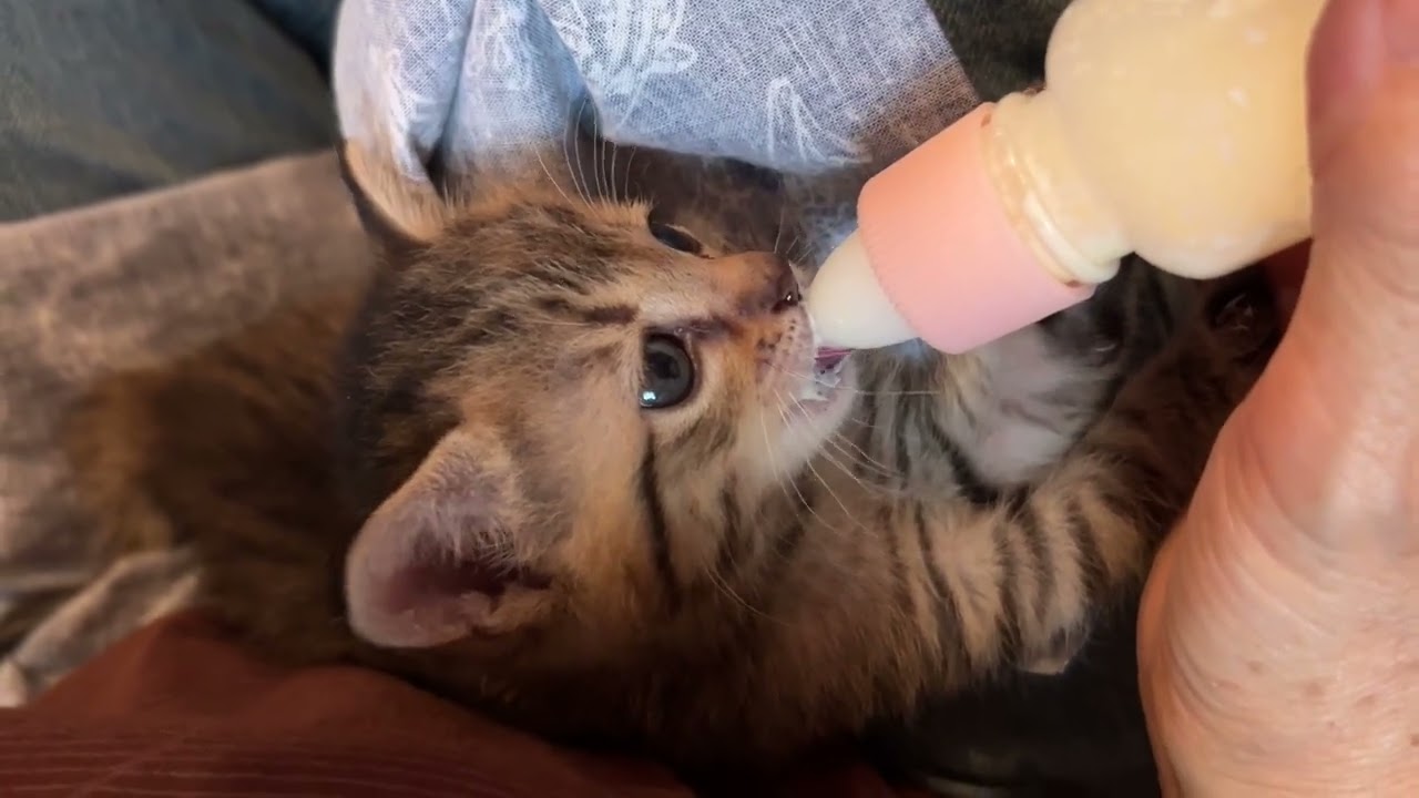 生後1ヶ月4日のキジトラ子猫の授乳
