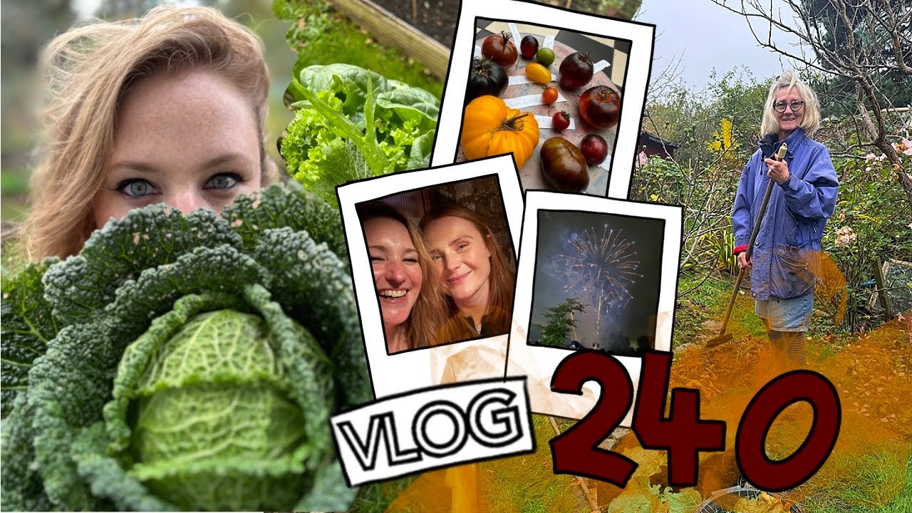 Our first Savoy Cabbage ever! Plus Mulching, Broad Beans, Fireworks and Beers. Ep 240 || Plot 37