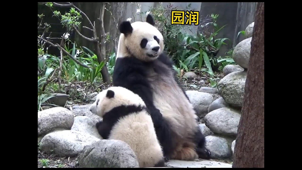 美好回忆~园润妈妈带小花花尽职尽责💞Sweet memories~Mommy YuanRun nursed little HuaHua (Throwback)
