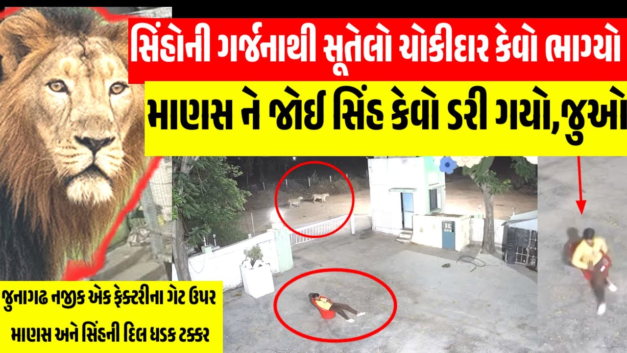 સિંહ અને માણસ સામસામે આવતા માણસ તો ઠીક સાવજ કેમ ભાગ્યો? સૂતેલો ચોકીદાર સિંહની ત્રાડથી ઝબકી ગયો