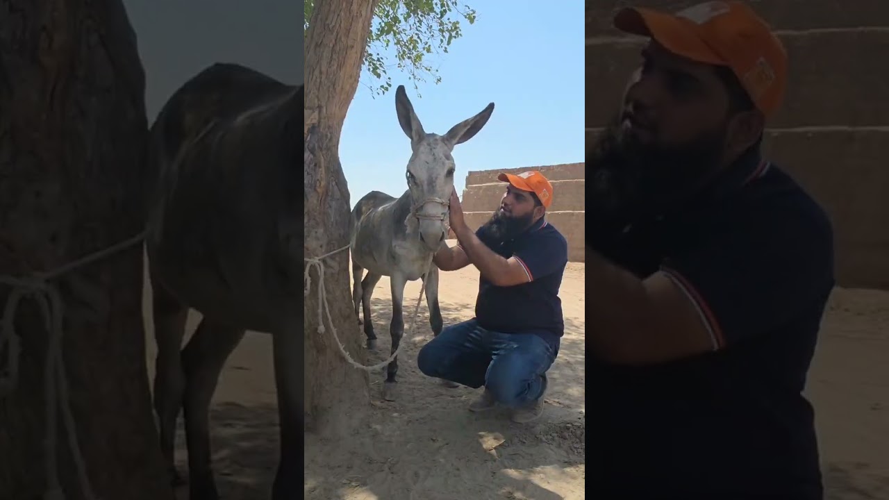 Brooke Pakistan celebrates World Veterinary Day 2025
