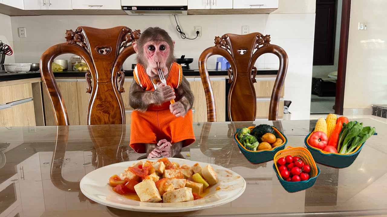 Cubis Refused to Wait — He Wanted His Favorite Meal NOW! 🤣
