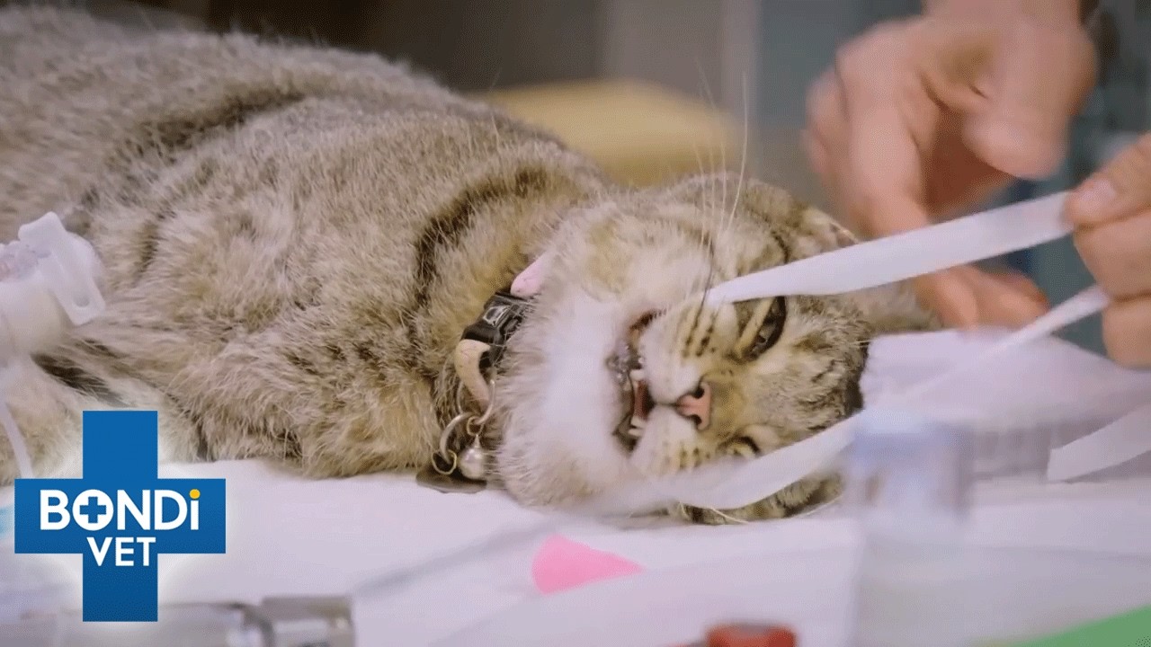 Cat’s Strange Symptoms Baffle Vet 🤔 S10 Ep 12 | Bondi Vet