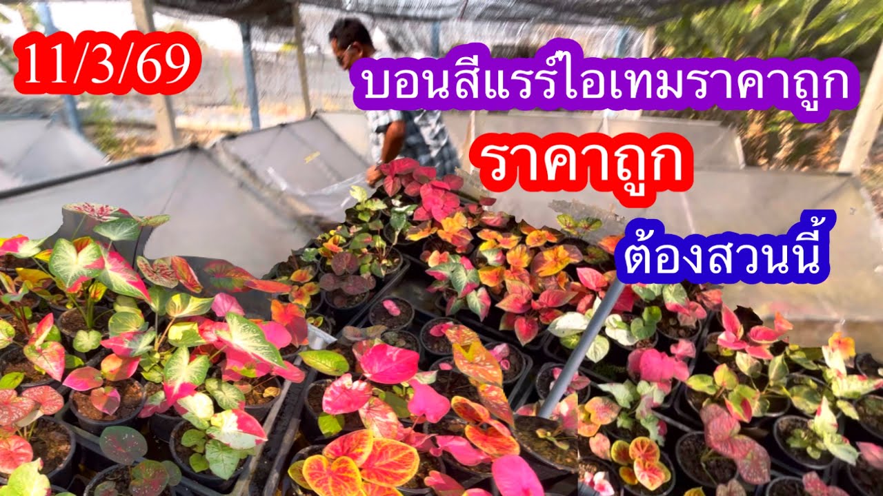 บอนสีแรร์ไอเทมราคาถูกต้องสวนนี้