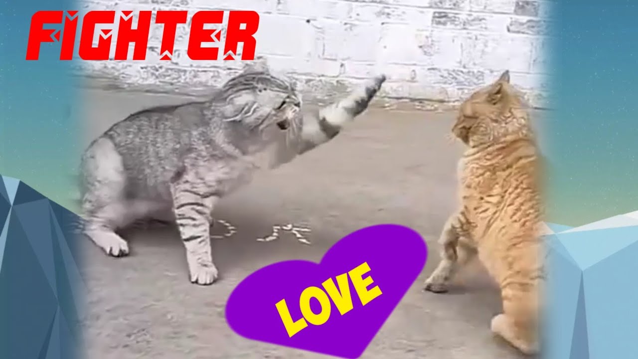 Kucing lucu bertengkar abu abu vs oyen | Tonton
