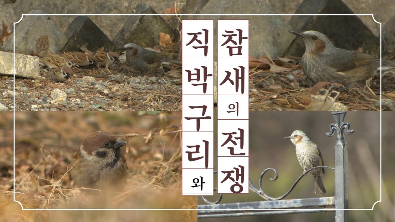 [자연학습 나레이션 3]  참새 머리를 물어 던지는 잔인한 직박구리[A big bird that bites the head of a small bird with its beak.]