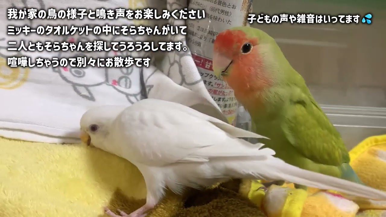 セキセイインコとコザクラインコの鳴き声　#セキセイインコ　#コザクラインコ