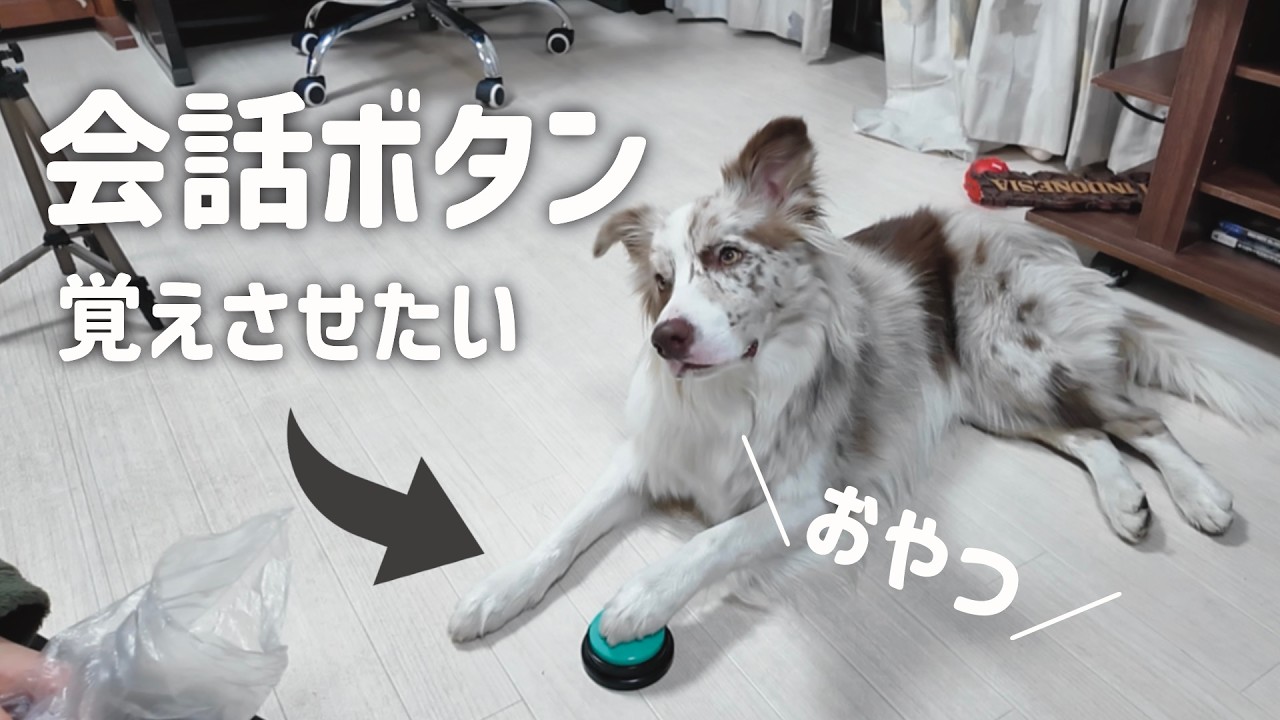 【会話ボタン】を教えるのが大変です・・・途中経過💦｜アラサー女性 × ボーダーコリーの日常