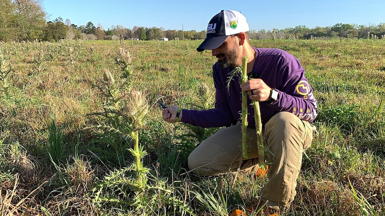 Foraging for Bull Thistle