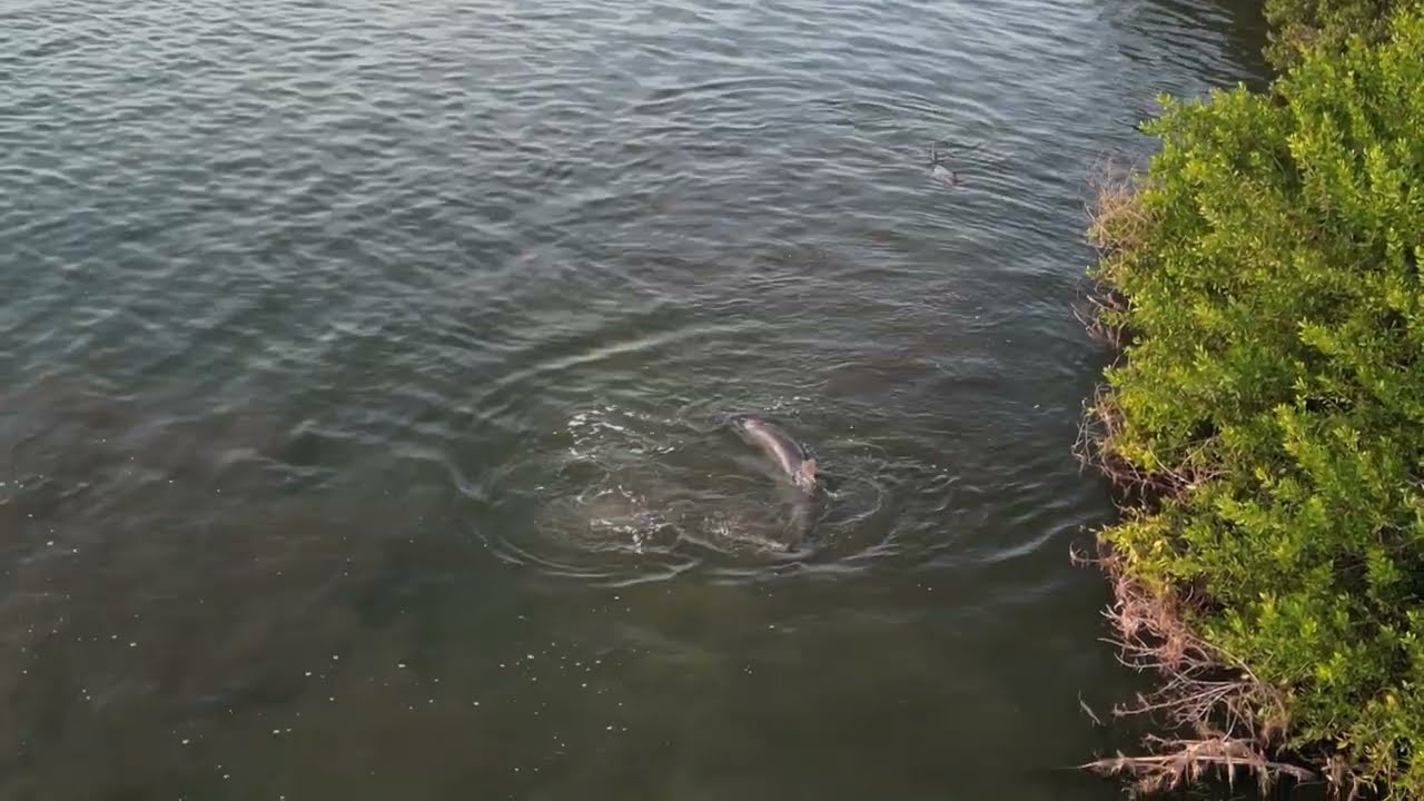 Aerial Shot of Dolphins - #dolphins #florida #sunset #relaxing