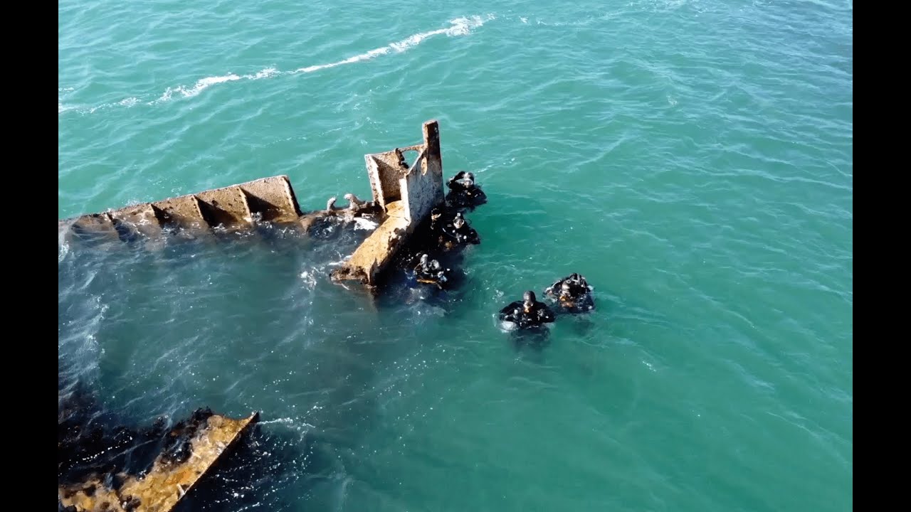 Saving Our Seas: Seasearch Northern Ireland