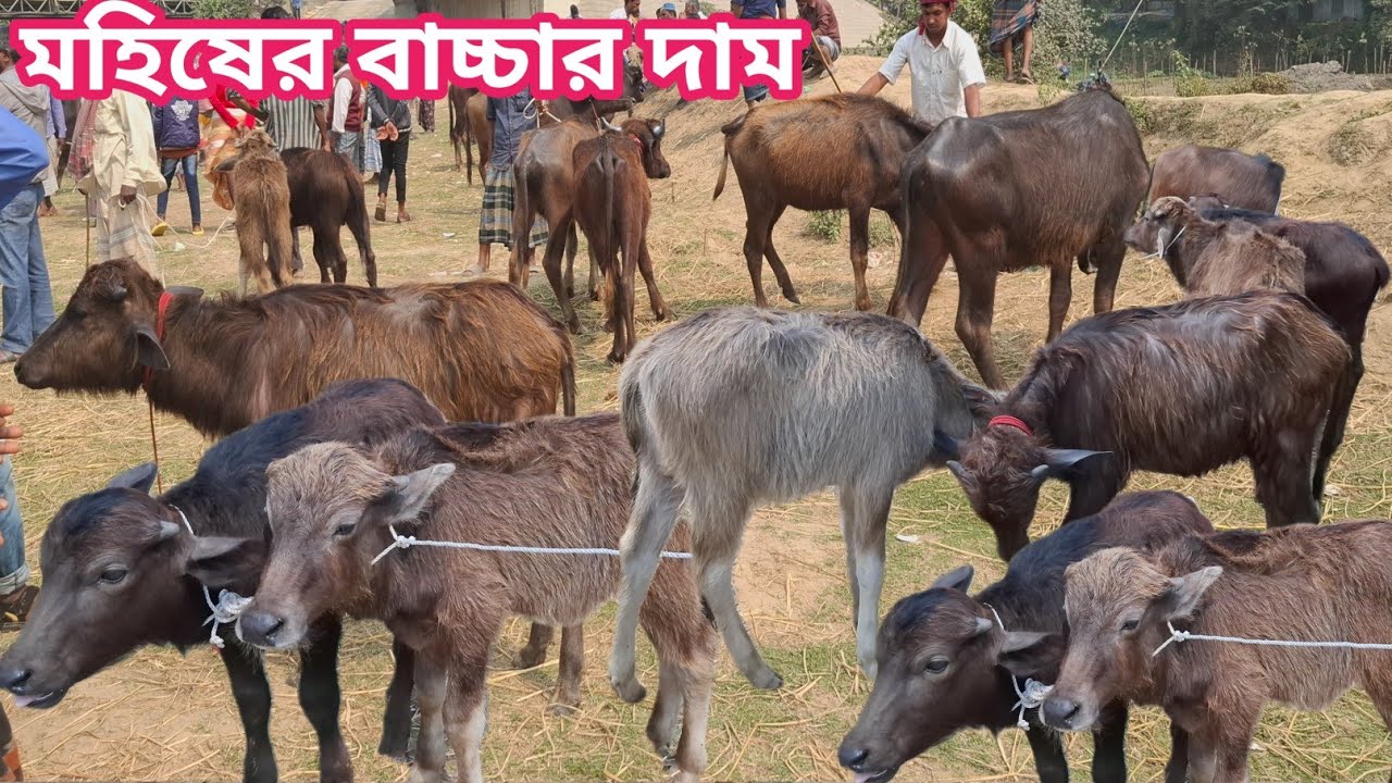 আজ ১৭/১/২৬ | সবচেয়ে ছোট ছোট মহিষের বাচ্চার দাম জানুন | কাহারোল হাট 