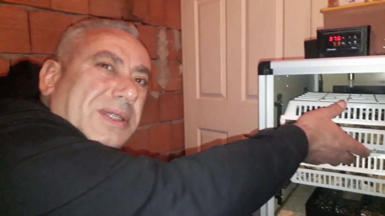 Civcivler Neden Ölür En Çok Sorulan Sorular