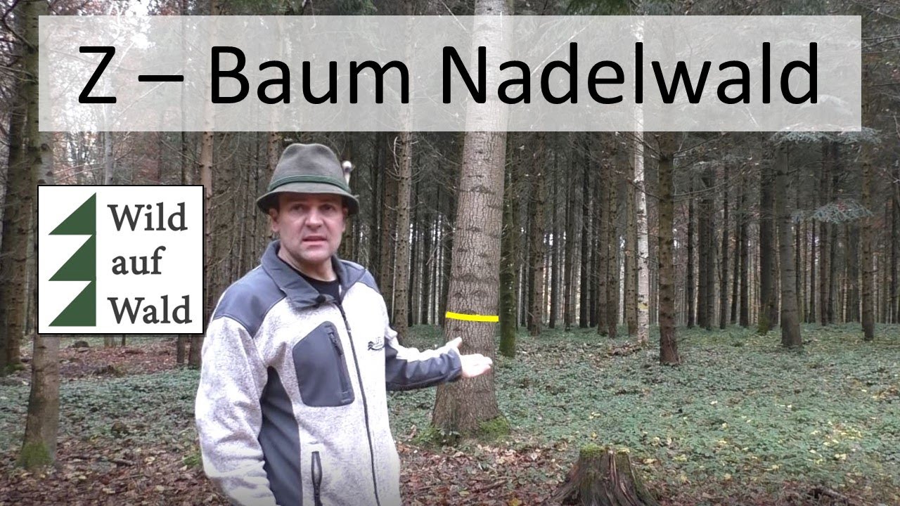 🌲Finde den Zukunftsbaum im Nadelwald um erfolgreich Waldwirtschaft zu betreiben!