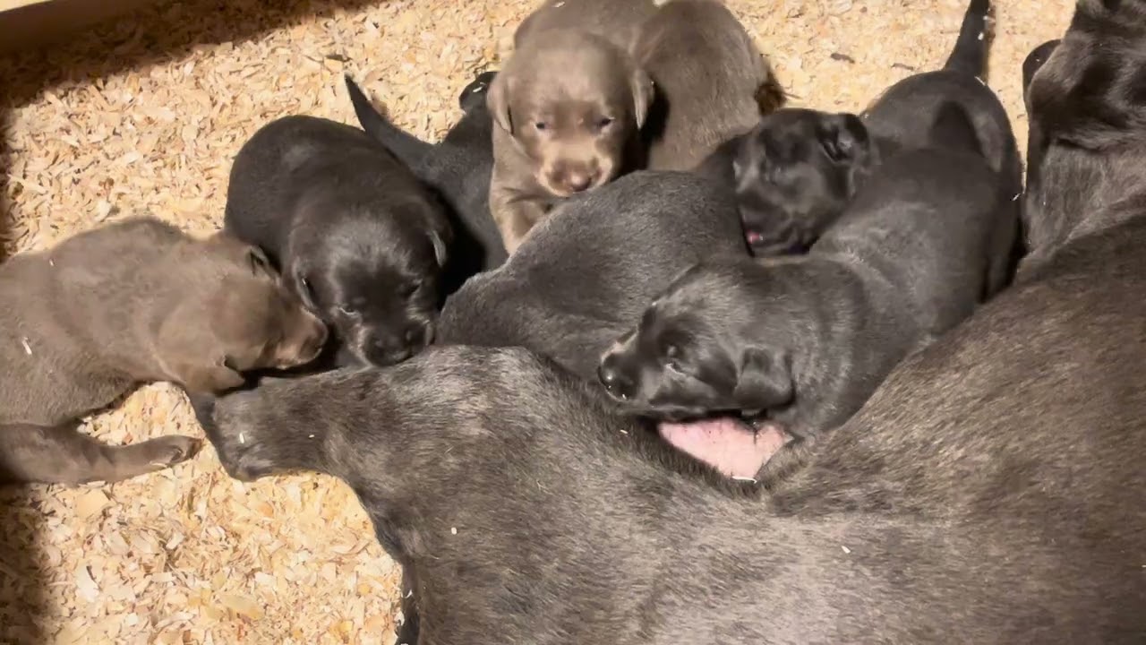 Silver Lab Puppies Learning To Play!