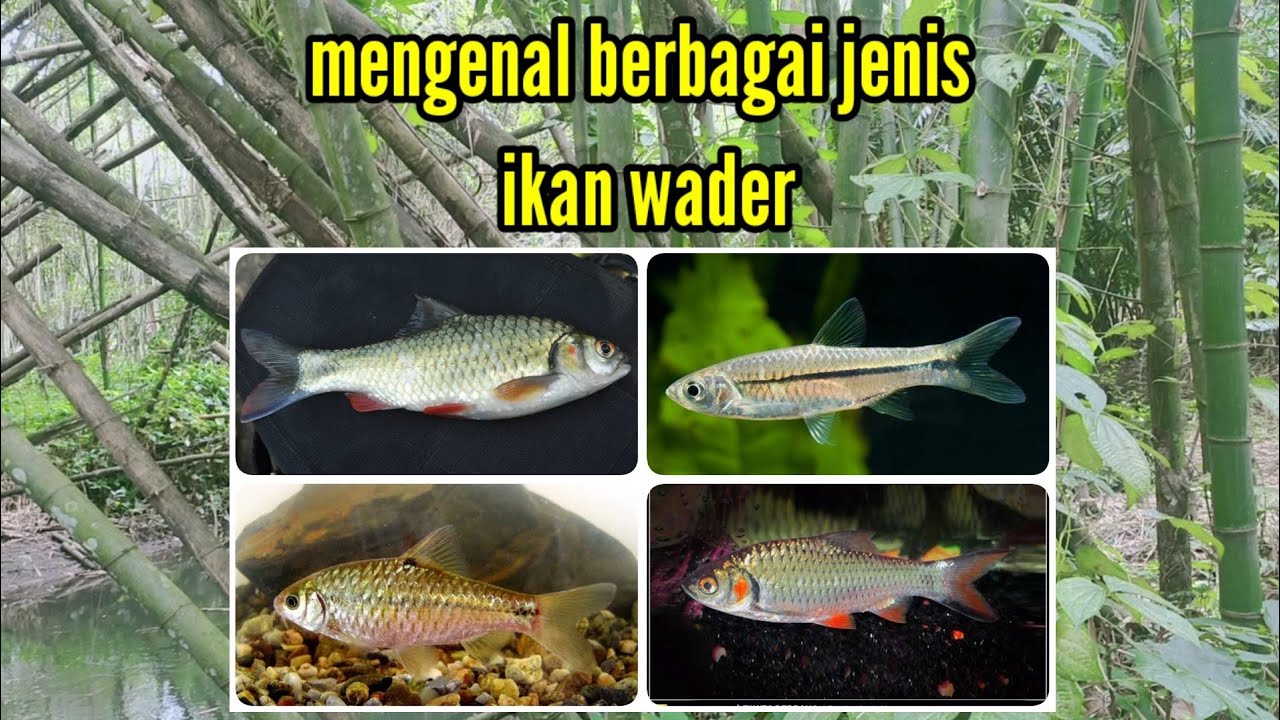 Mancing wader?  kenali dulu jenis-jenisnya