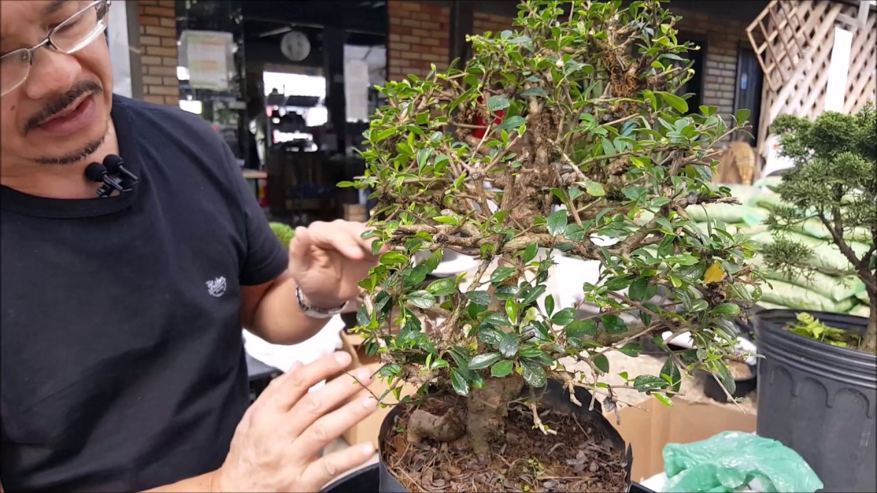 Como fazer um bonsai com planta tropical - Técnica de poda radical - Nipon Bonsai