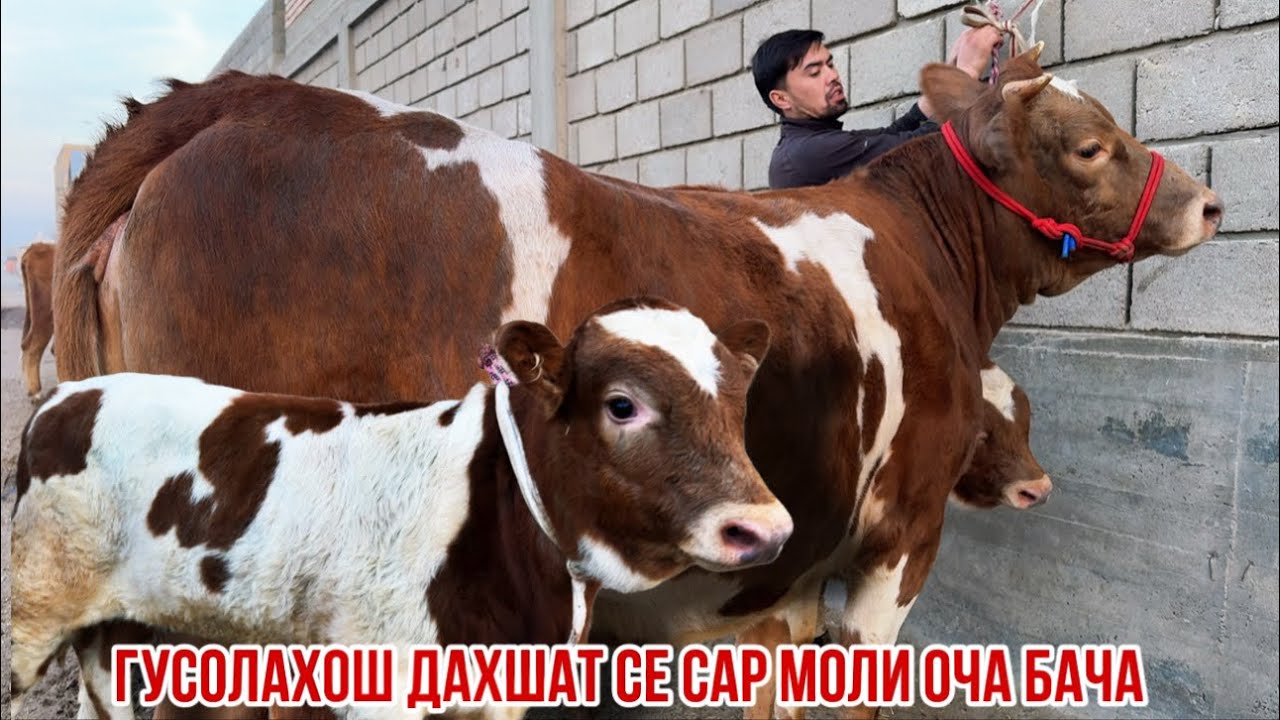 3 сар моли  оча бача оригинал нархаш арзон  13 ноября 2025 г.