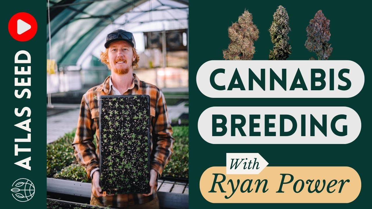 The Evolution of Cannabis Breeding: A Genetic Perspective - #cannabisbreeding w/ Ryan of Atlas Seed