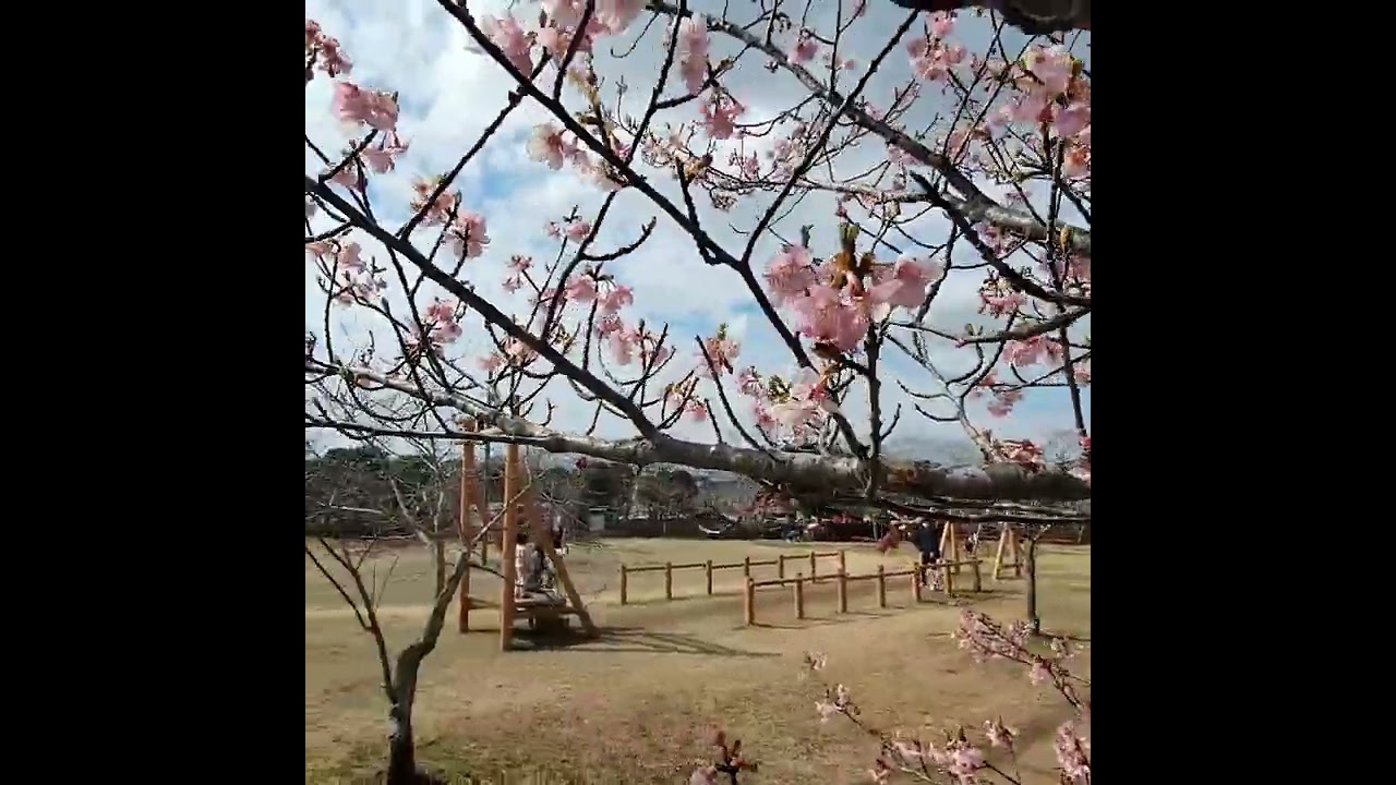 【8K】A certain Japanese plum blossom / 梅？桜？の花