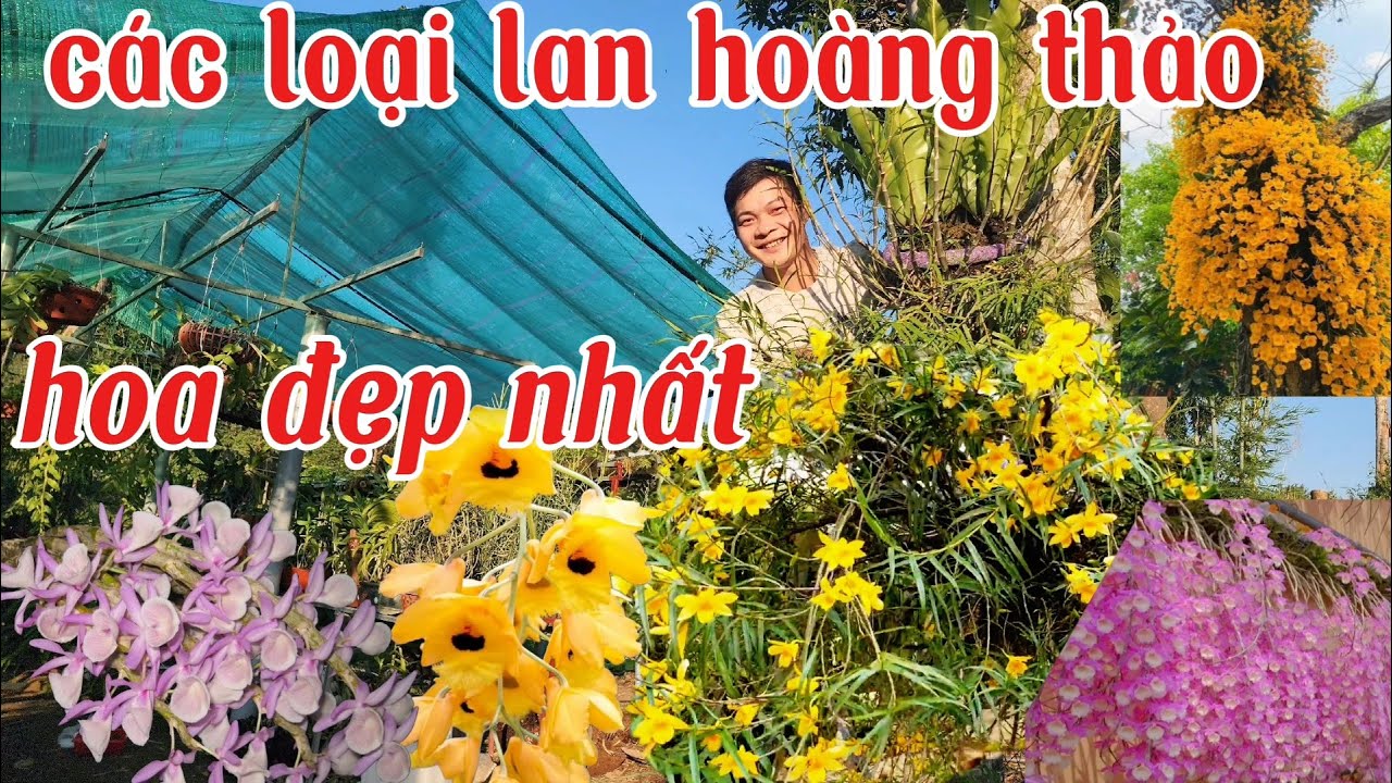 Chưa mê lan xem hết video nghiện lan luôn, các loại lan hoàng thảo phổ biến hoa đẹp nhất