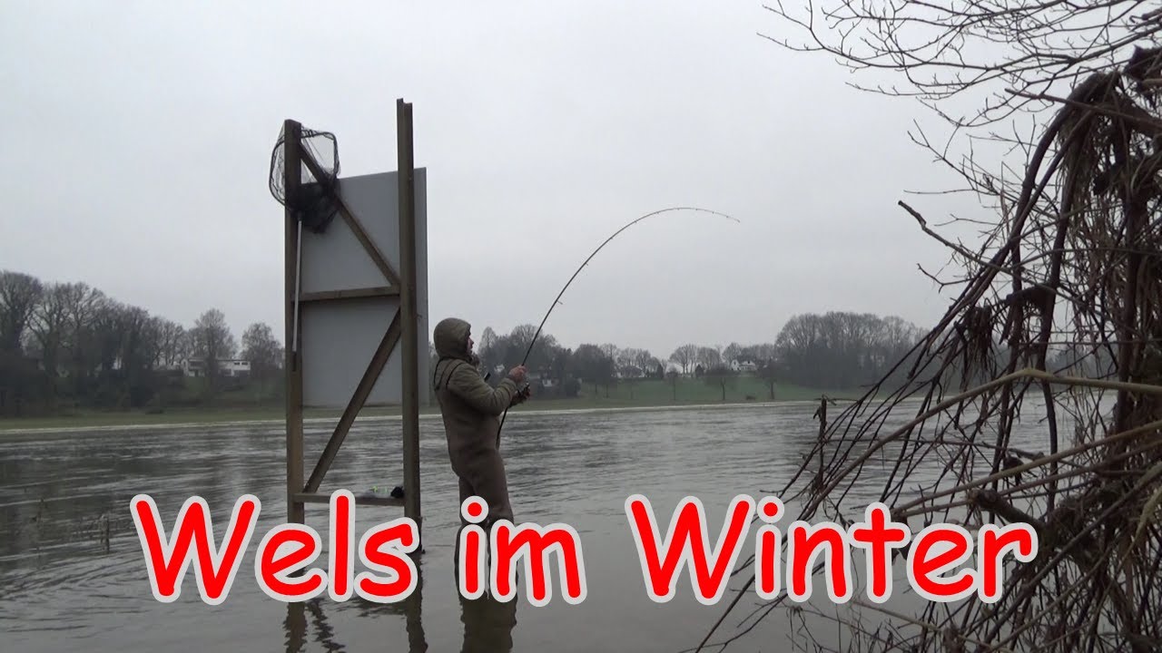 Welsdrill bei hochwasser in Winter . Jiggen vom Ufer auf Zander in Deitschland #Wels #Waller