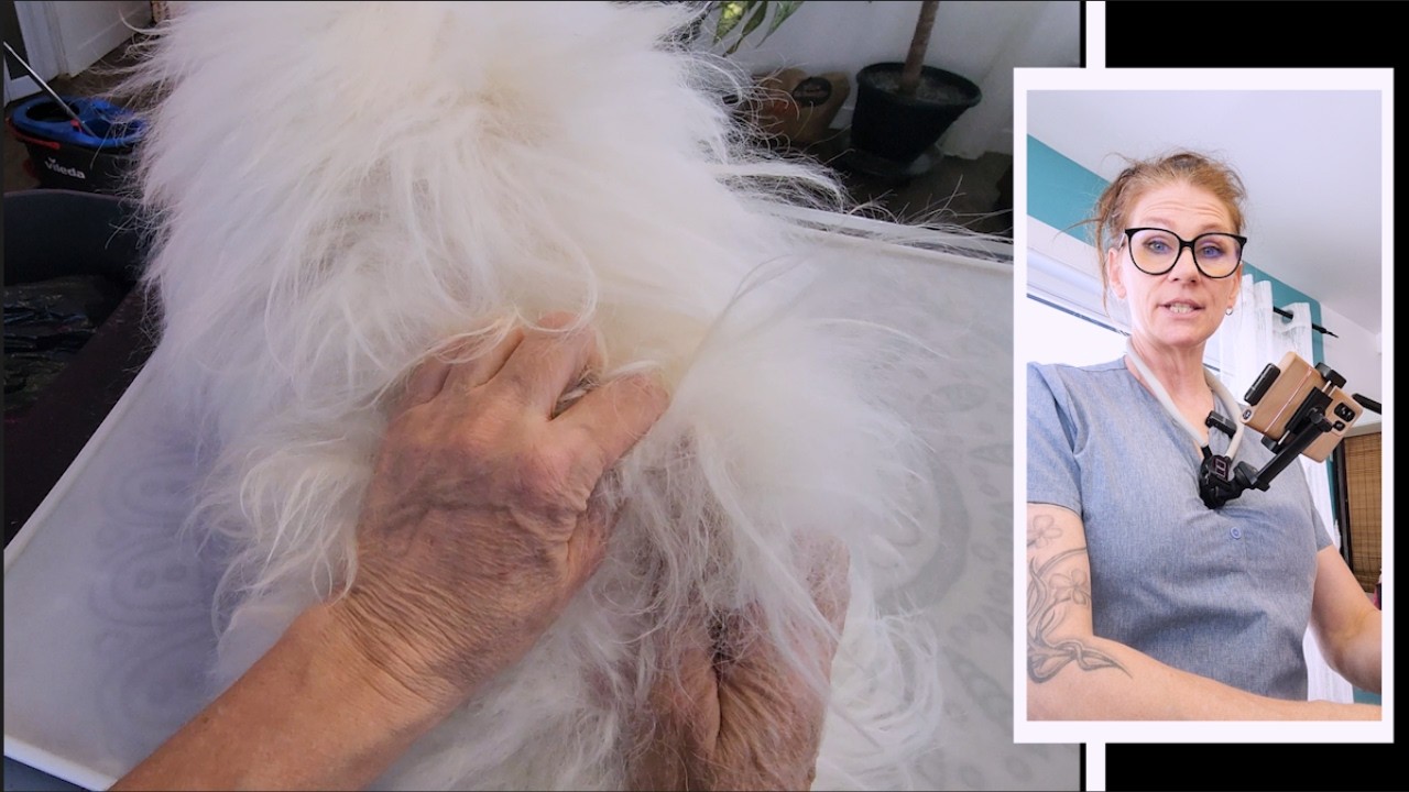 Dematting a Matted Coton De Tulear Safely