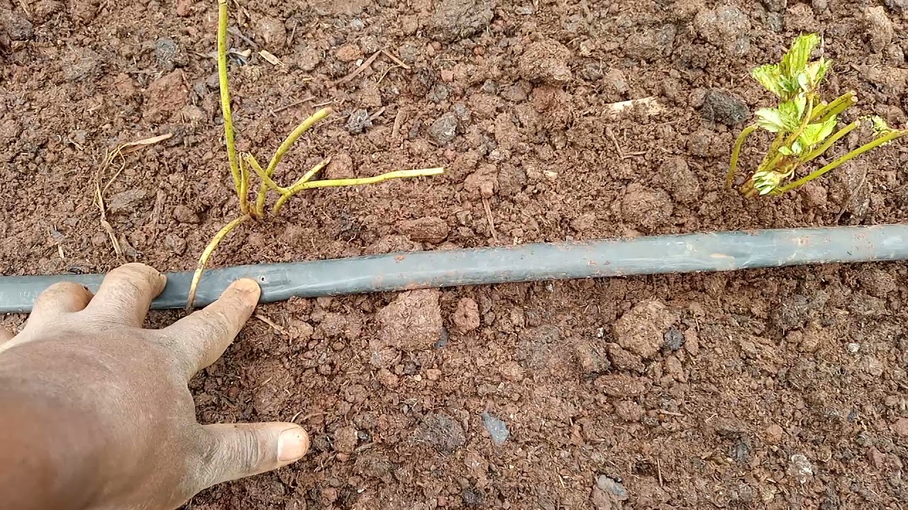 How to grow strawberries in Kenya. 0793518655.