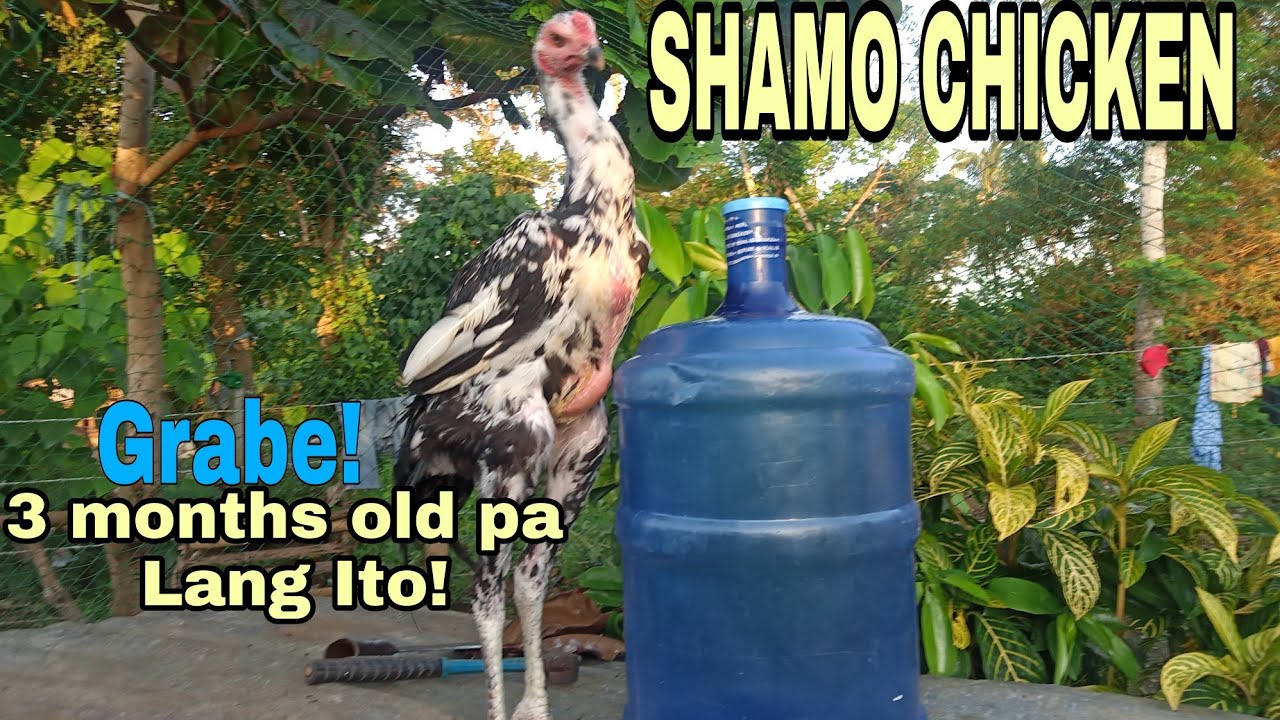 SHAMO CHICKEN GAANO NGA BA KA BILIS LUMAKI ating alamin!