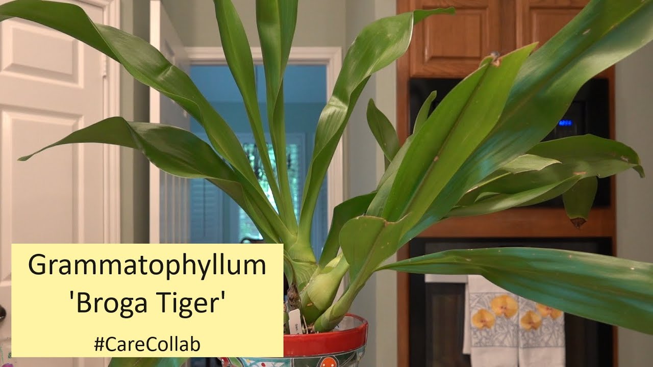 Grammatophyllum Orchid Care Collaboration | How to Care for Broga Tiger | #carecollab