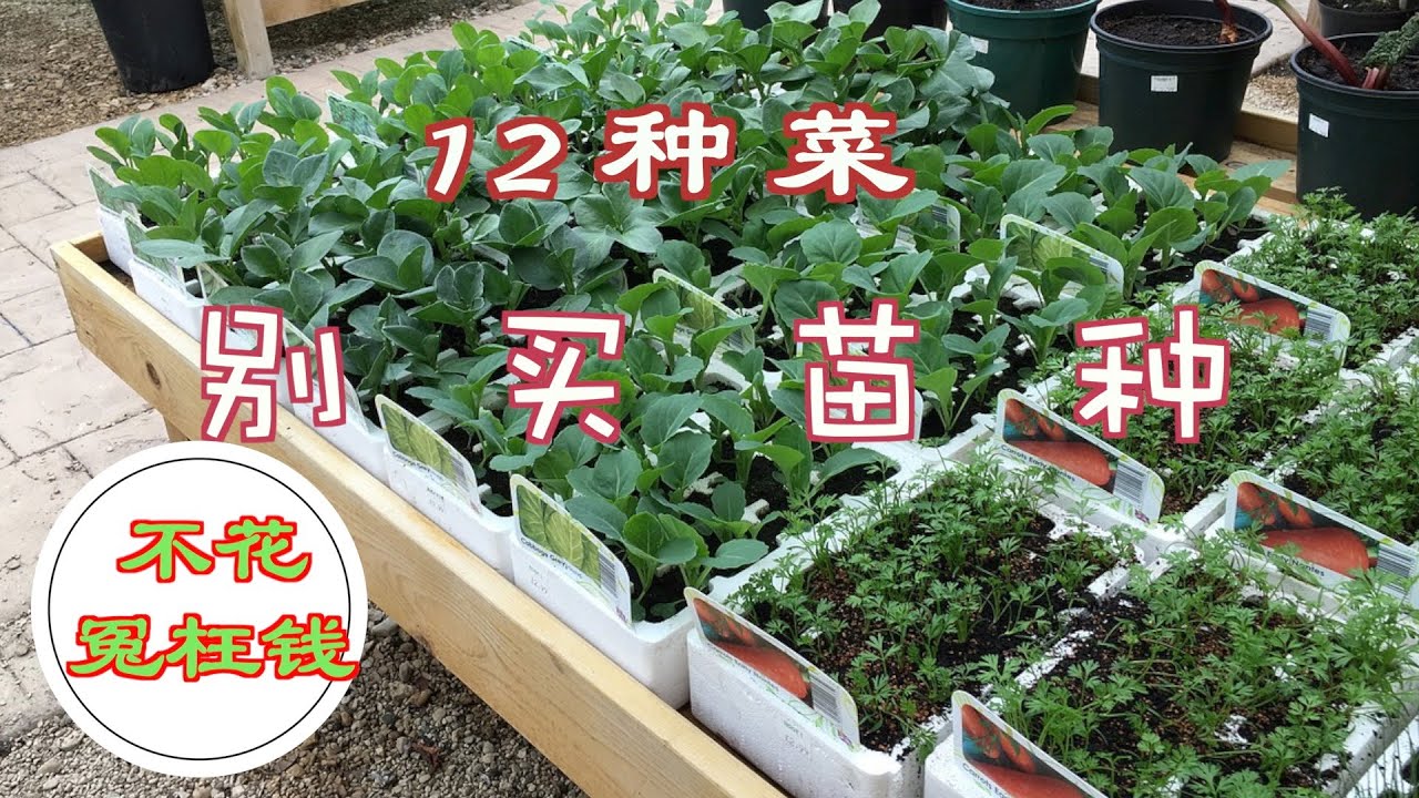 【种植小白必看】不用去苗圃，这12种蔬菜你永远不用花冤枉钱买菜苗