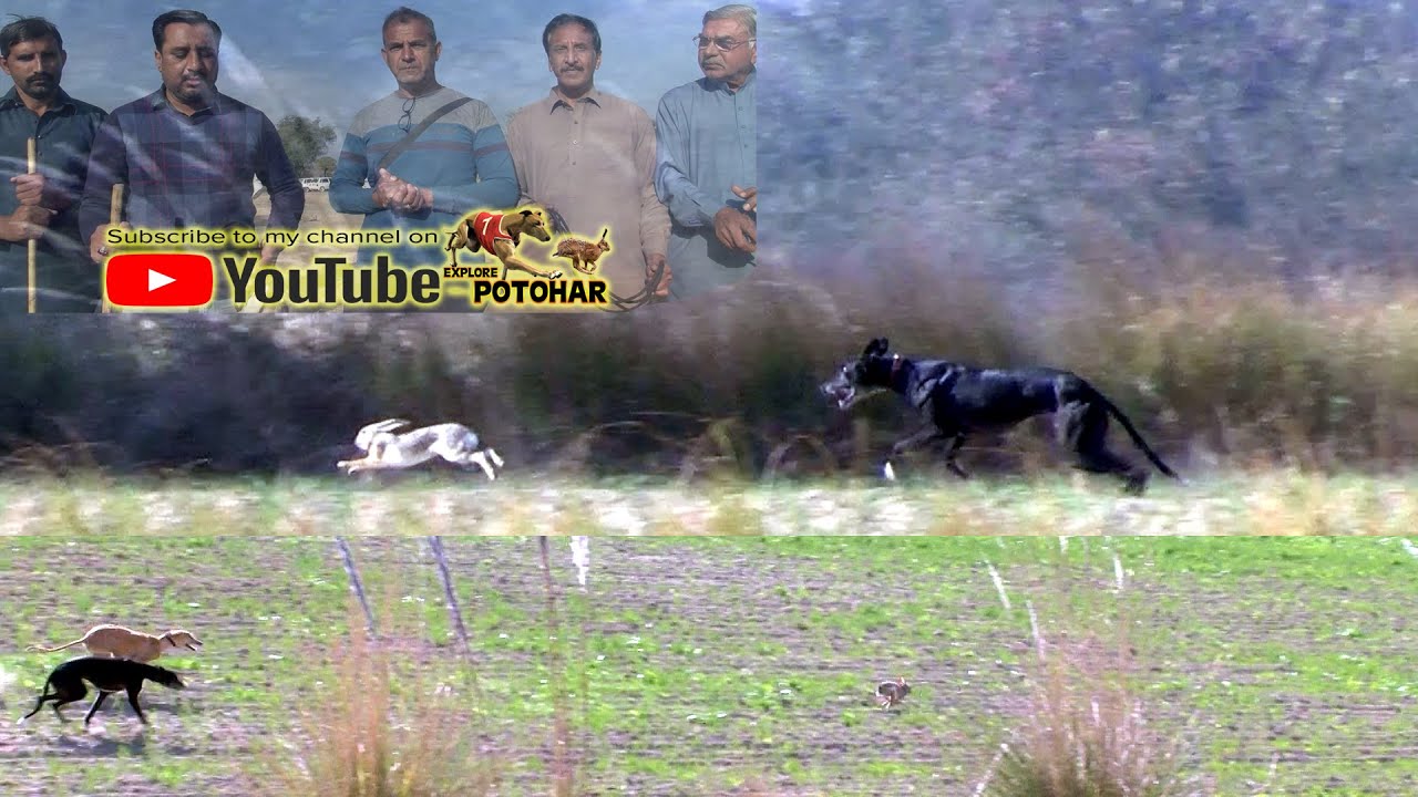 Hounds and Hare |  Greyhounds Chasing Rabbits | Hunting Dog Coursing | Khargosh ka Shikar Chakwal 22