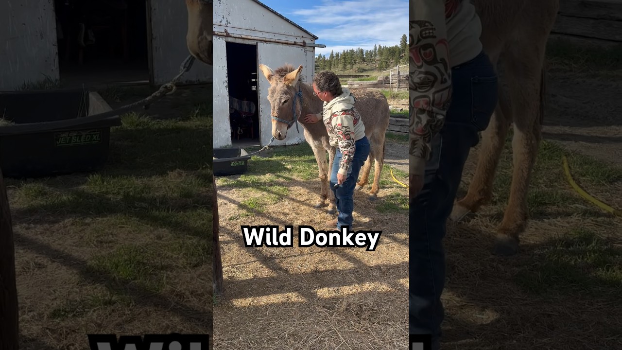 Training A Nervous Donkey To Be Farrier-Friendly