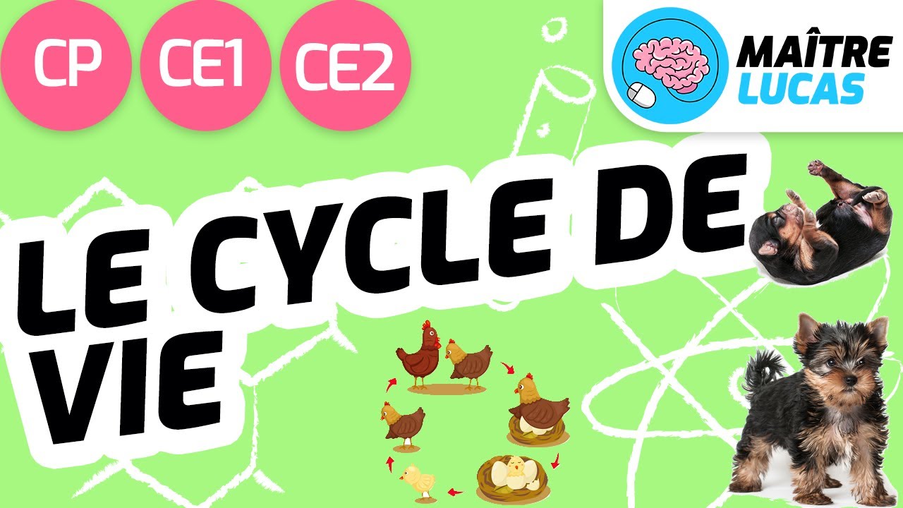 Le cycle de vie des êtres vivants CP - CE1- CE2 - Cycle 2 - Questionner le monde