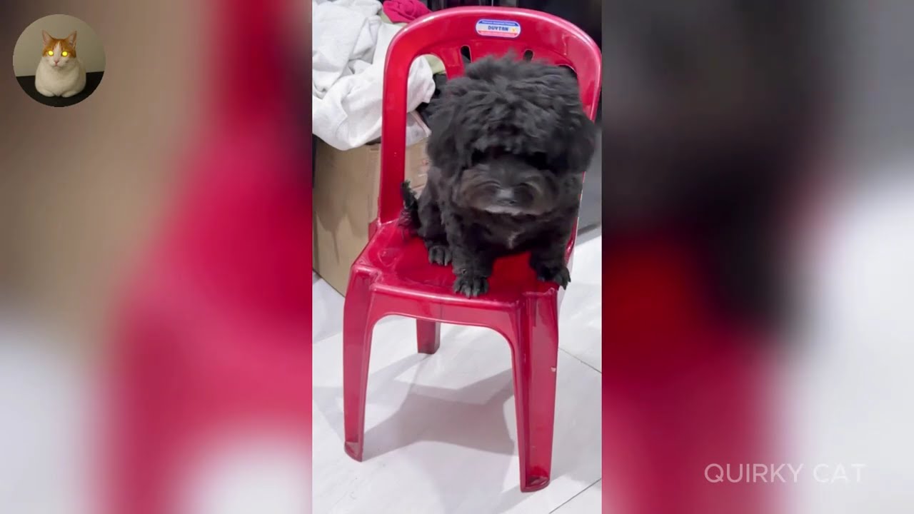 Funny ANIMALS videos 😂 | Funniest Cats and Dogs 2025 🐶😼 Part 50