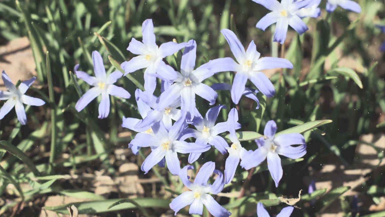 How to Grow Chionodoxa