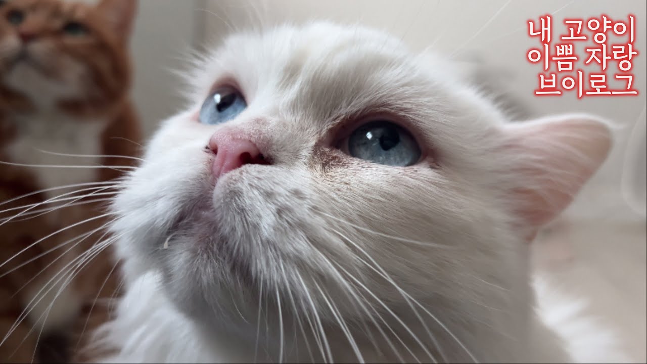 내 고양이 예쁘다를 외치고 외치다 끝나는 브이로그 (부제 : 이 영상 보시면 고양이 반려하고 싶으실걸요?) 애교부리는 고양이와 품에파고드는 고양이 보실 수 있어요.