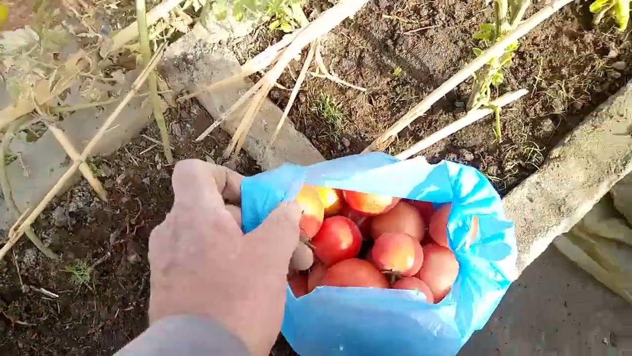عزيق الخس بعد اسبوعين وحصاد الطماطم والبطاطس الارجنك وجمعه مباركه عليكم 