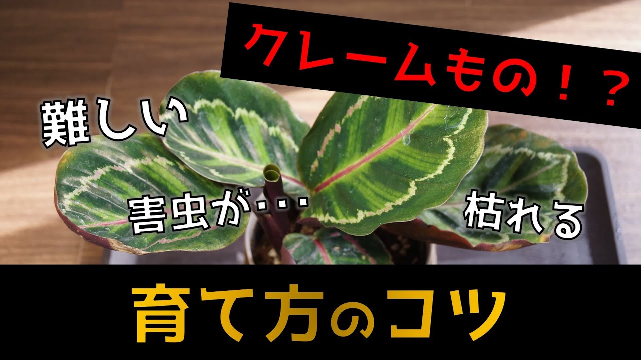 【難しい観葉植物】カラテアの育て方4つのコツ＋裏技？【枯れる方必見！】