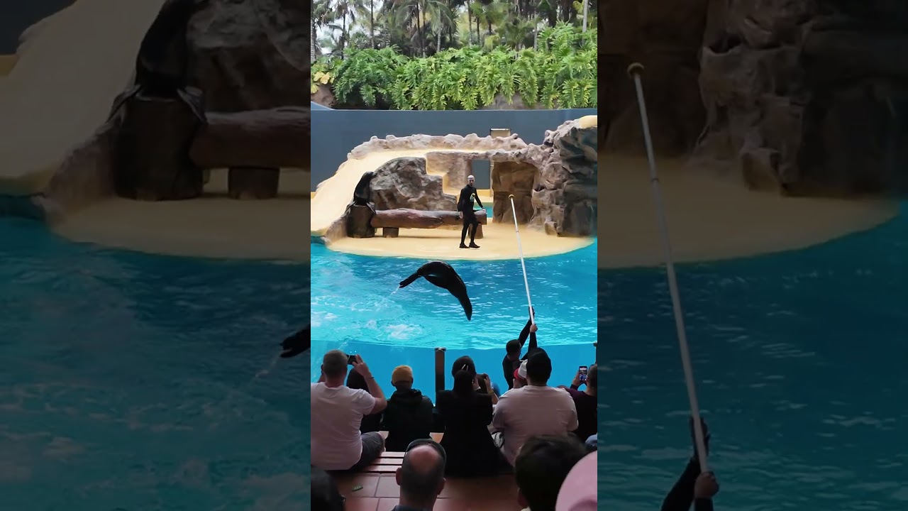 Jak wygląda Loro Parque na Teneryfie? #ferie #odpoczynek #teneryfa