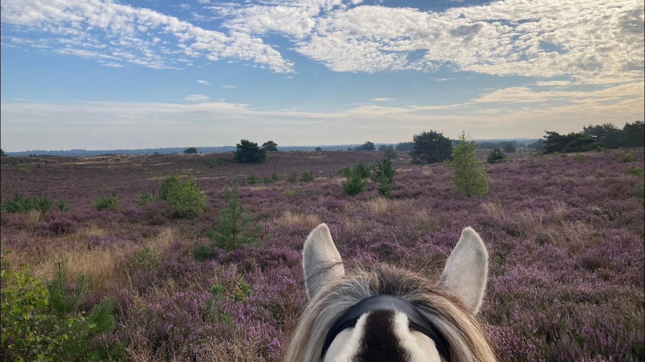 Buitenrit in Ermelo met onze fjordjes! | De heide in bloei 😍 #Fjordenpower