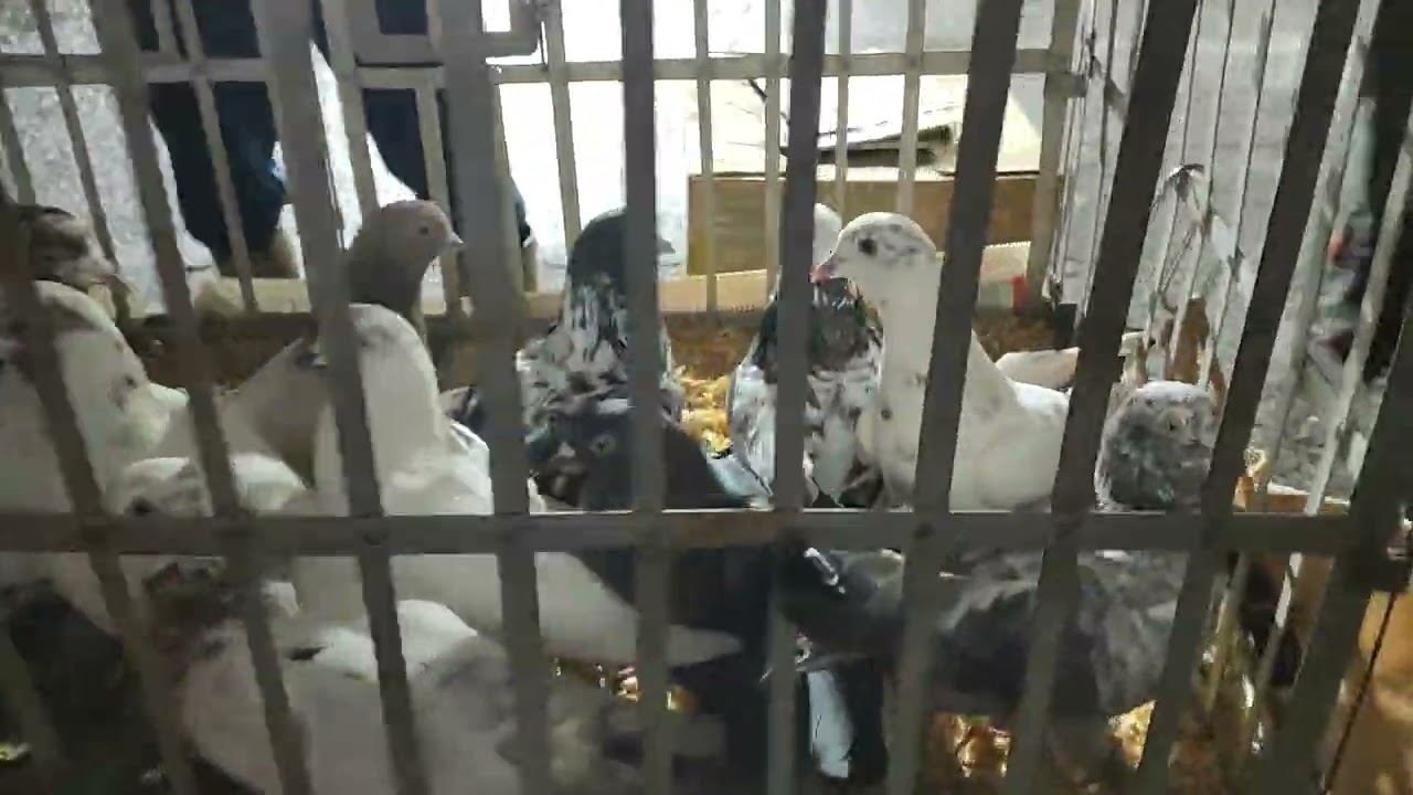 30.11.2024г Ярмарка Голубиный Рай Москва ч. 1